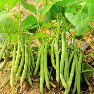 豆种籽苗高产不搭架豇豆豆角种孑春夏秋菜豆矮生 无架地豆种子四季