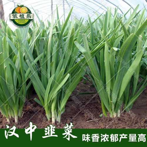 Семена пореекта Hanzhong Seemings Seing Leek Core Seeds Seeds Seeds Овощные мохи Семена