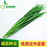 Семена пореекта Hanzhong Seemings Seing Leek Core Seeds Seeds Seeds Овощные мохи Семена