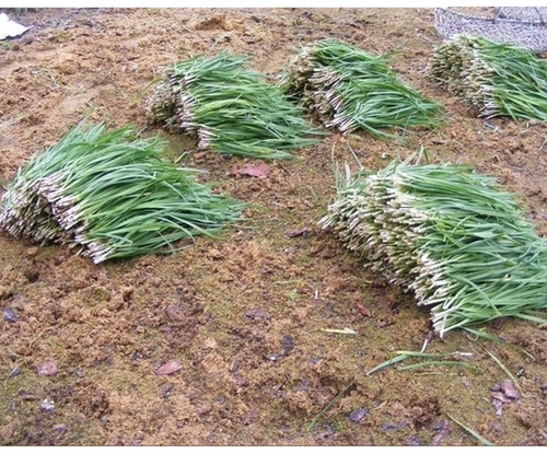 Семена пореекта Hanzhong Seemings Seing Leek Core Seeds Seeds Seeds Овощные мохи Семена