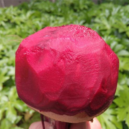 日本引进红甜菜种籽紫菜头