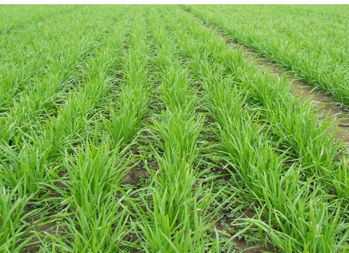 Семена пореекта Hanzhong Seemings Seing Leek Core Seeds Seeds Seeds Овощные мохи Семена