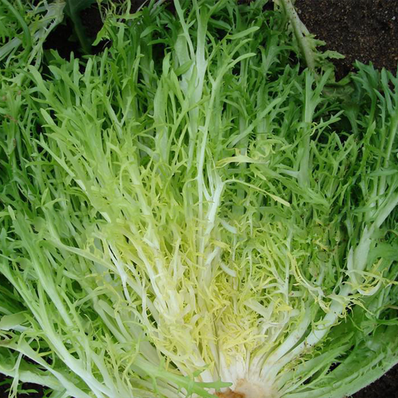 农家细叶苦菊生菜秋冬四季种子