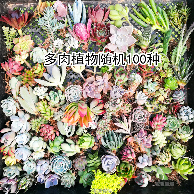 多肉植物一筐一拍40颗论斤一整箱卖多肉清棚超大50颗新款爆盆特大