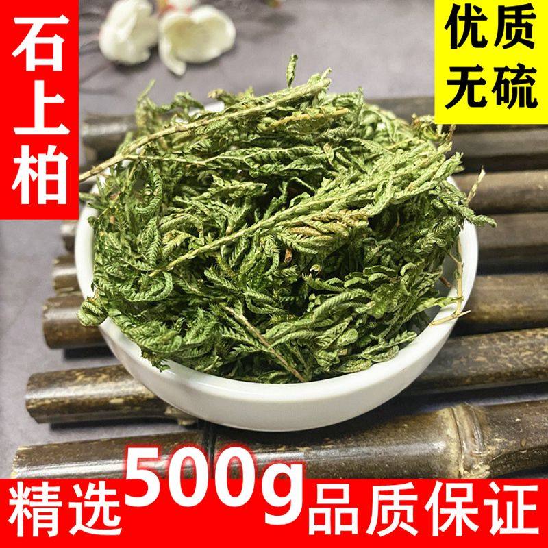广西野生石上柏深绿卷柏全草切段金龙草当季干无硫中药材精选500g