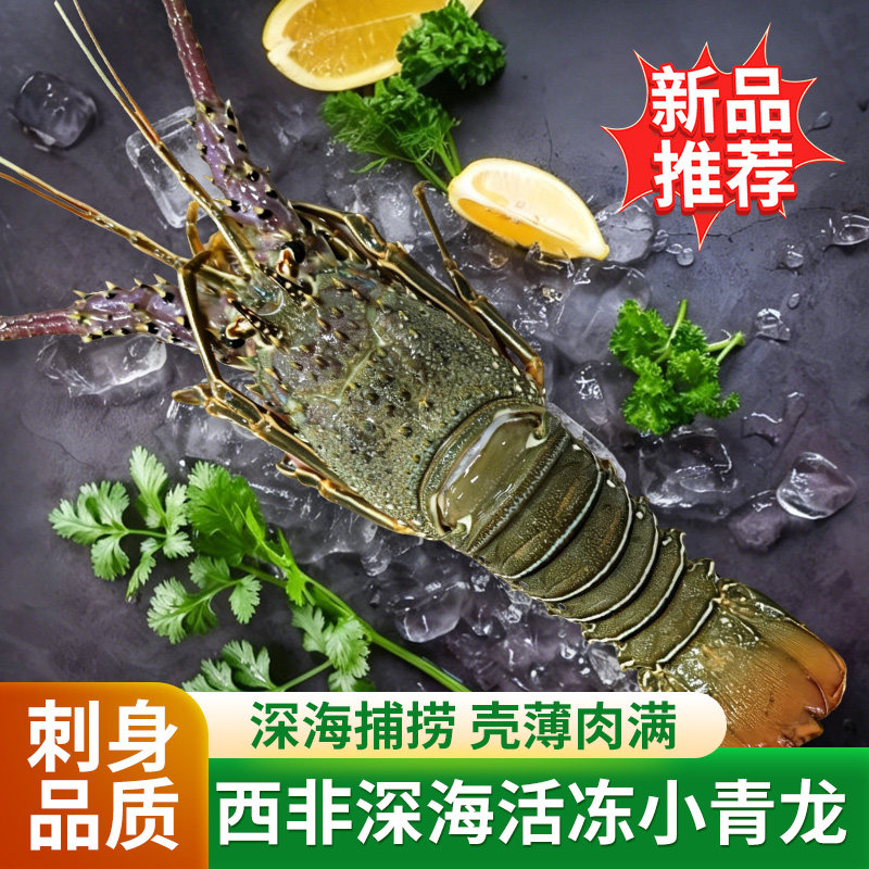 特大龙虾小青龙波士顿龙虾鲜活冷冻澳龙龙虾澳洲花龙海鲜水产礼盒