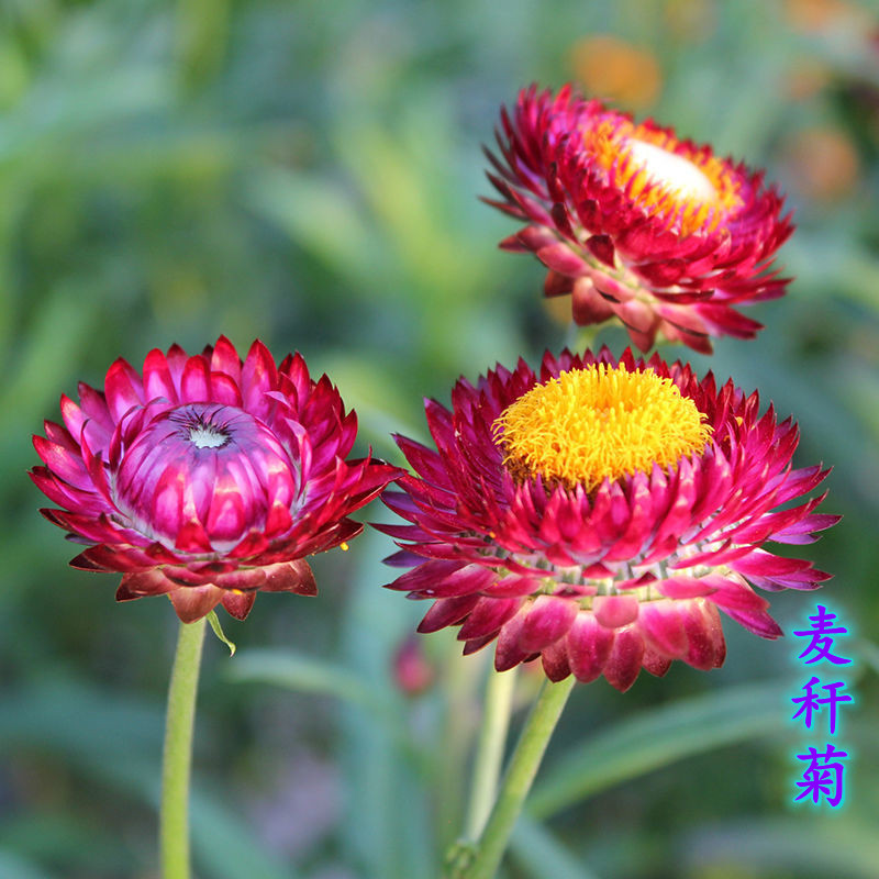 麦秆菊蜡菊耐寒植物切花花镜庭院