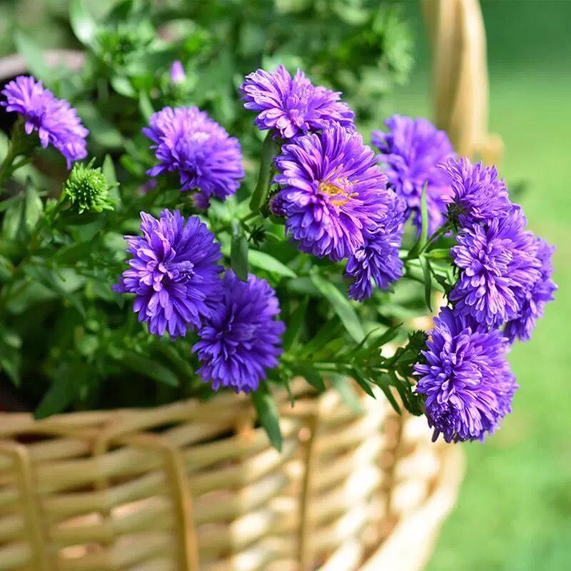 盆栽庭院翠菊多年生耐热宿根荷兰