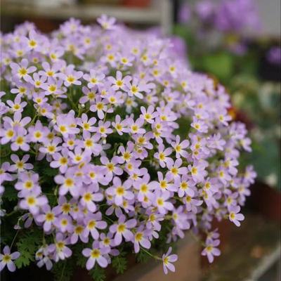 陕西羽叶报春花好养护安徽庭院