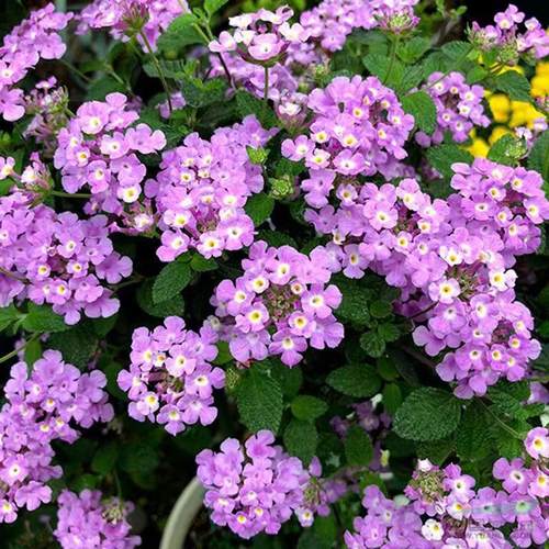 盆栽庭院阳台五色梅四季多年生花