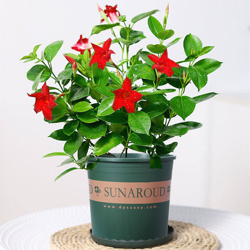 万里飘香藤带花苞四季开花双喜藤盆栽爬墙花卉植物室内客厅好养活