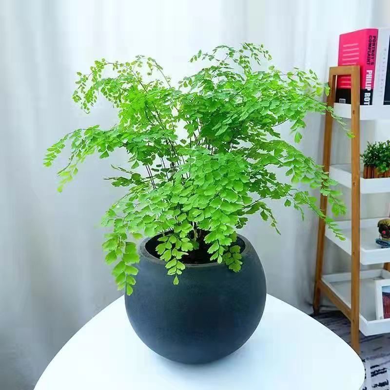 铁线蕨盆栽铁丝草多年生常绿室内阳台观叶绿植吸甲醛净化空气包邮