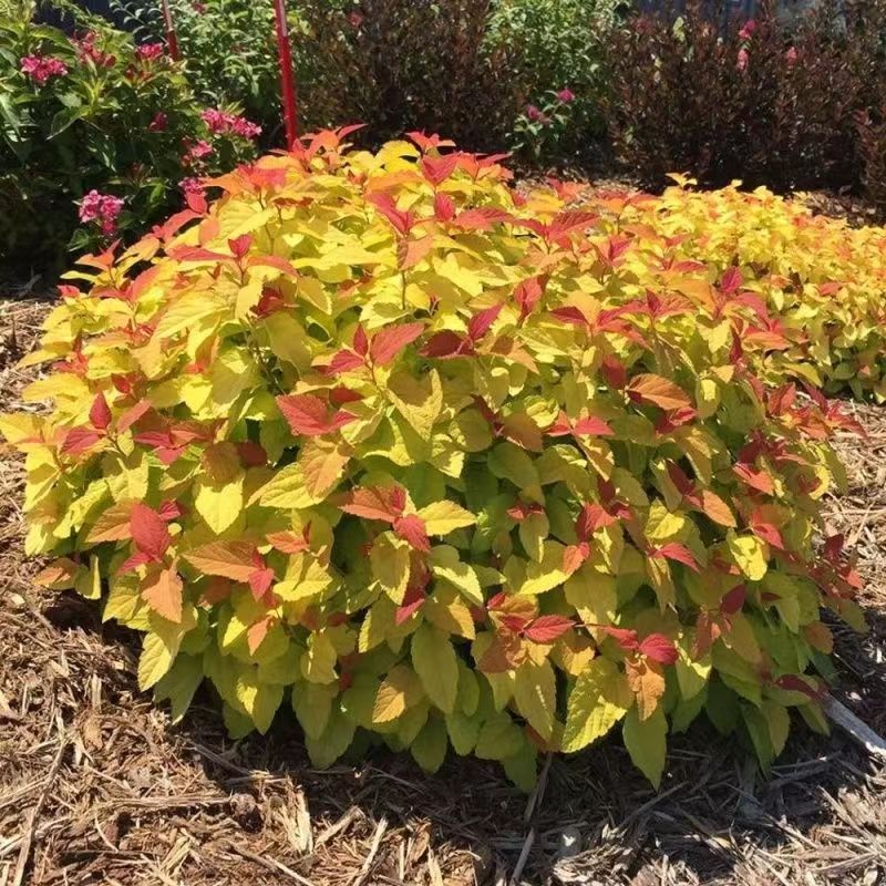 金焰绣线菊花盆栽多年生木本花卉花镜植物粉花金山绣线菊耐热耐寒