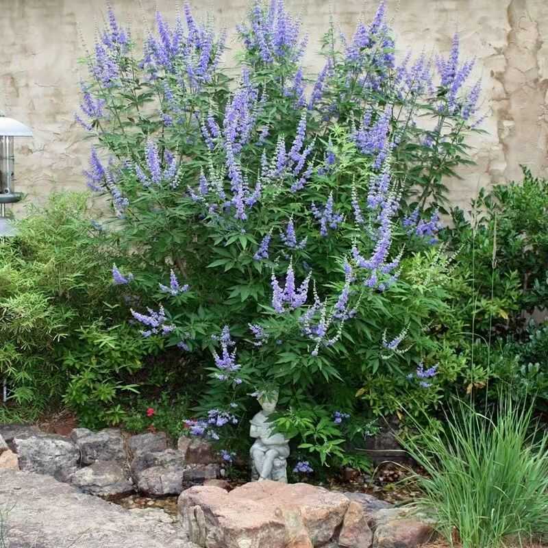 花境植物穗花牡荆花苗盆栽阳台花园庭院树状薰衣草多年生耐热耐寒