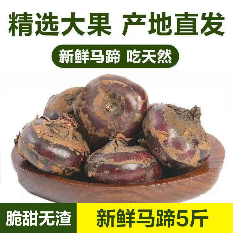 湖北马蹄大果农家自种新鲜现挖荸荠果野生红荸荠应季水果蔬菜农家