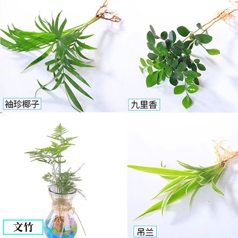 水培植物迷你花卉九里香文竹发财树室水养绿植小学生植物观察作业