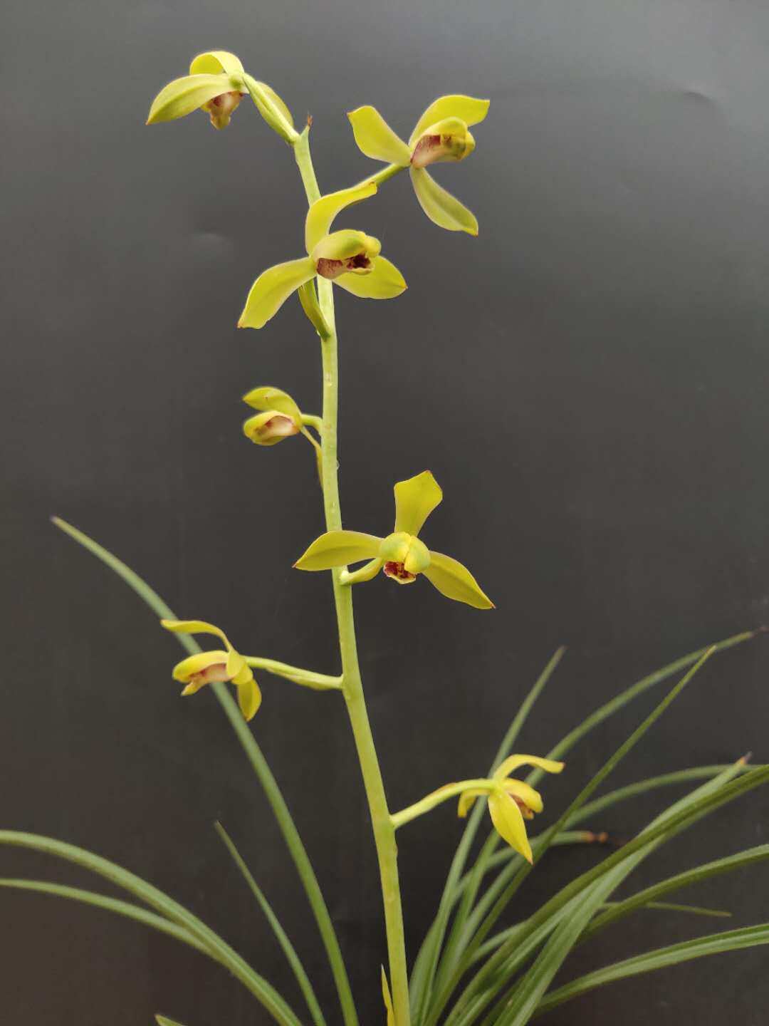 精品兰花*荡字* 名贵 老八种蕙兰荷型水仙瓣花卉盆栽【浙江嘉兰】