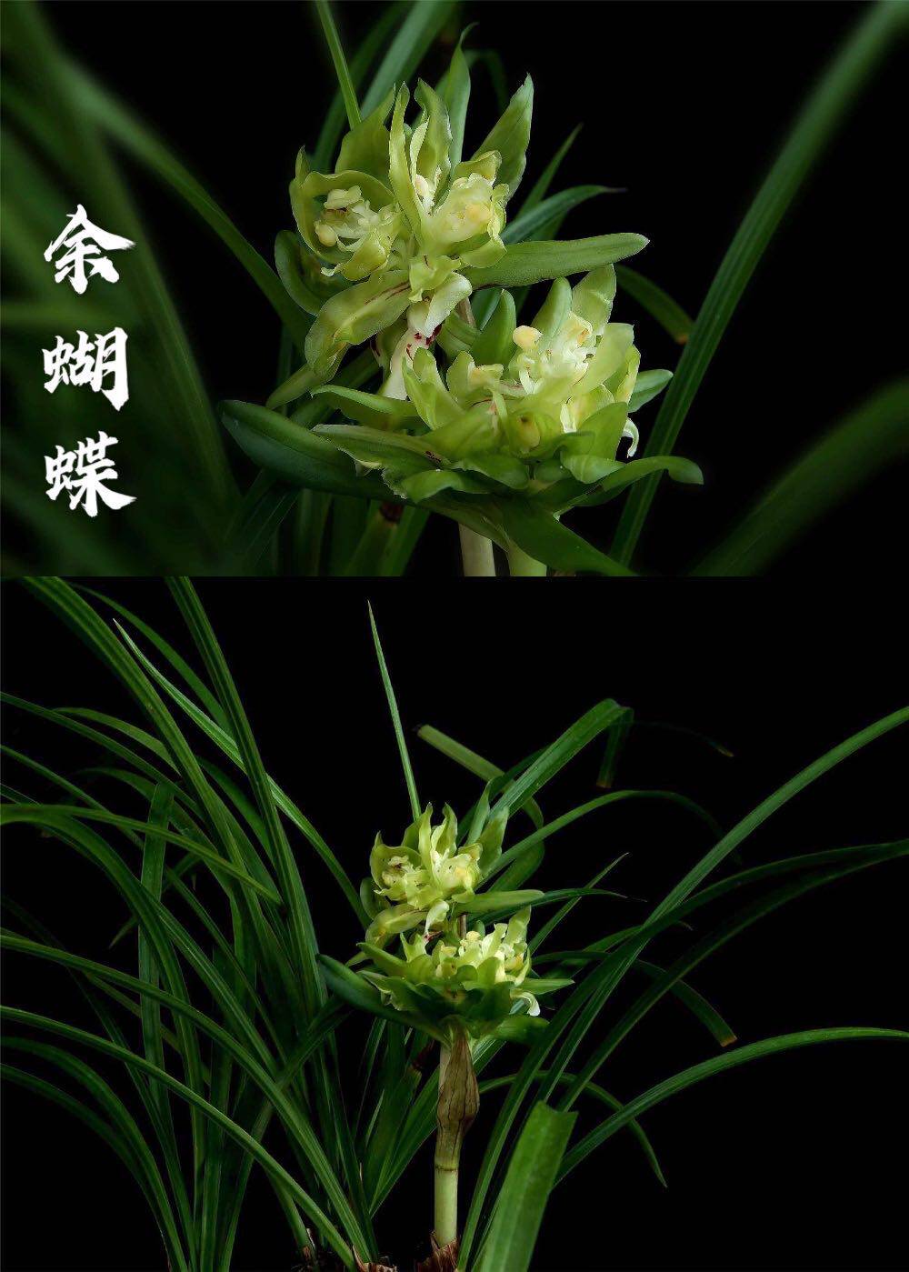 兰花余蝴蝶春兰奇花浓香浙江嘉兰