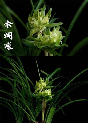 精品兰花*余蝴蝶* 春兰奇花代表浓香型兰花花卉盆栽【浙江嘉兰】