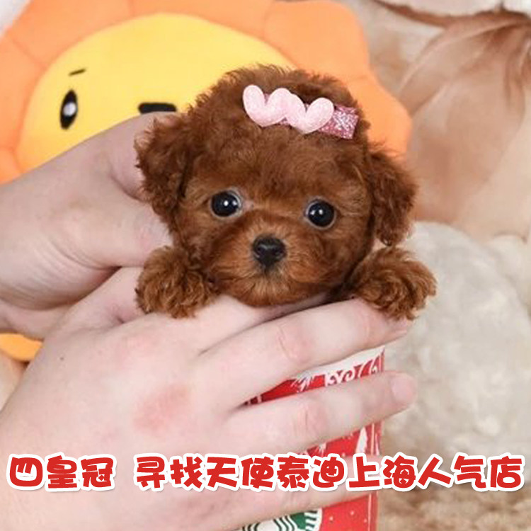 [寻找天使]纯种茶杯犬泰迪幼犬活犬贵宾犬宠物小狗狗泰迪活体