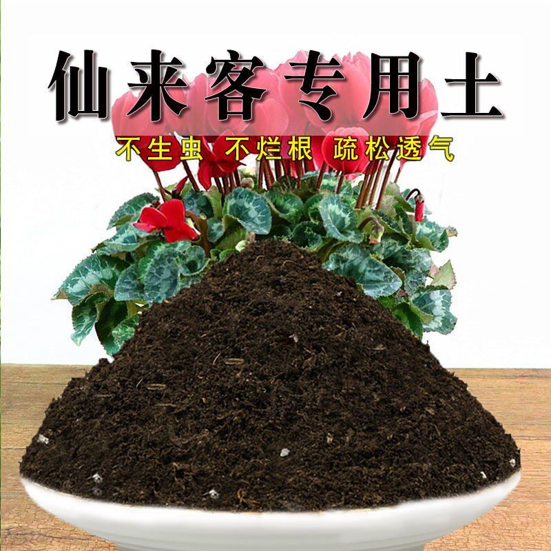 仙来客专用土仙来客土绿植盆栽土壤种植土营养土松软透气养花泥土