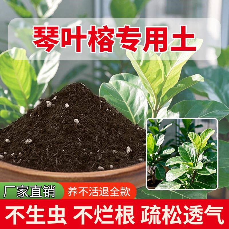 琴叶榕专用土室内花盆栽培土养花专用土天然疏松家用土壤花园家庭