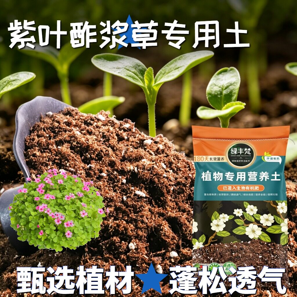 紫叶酢浆草适用育苗土配比均衡盆栽土干净无尘优化根际无草籽球根
