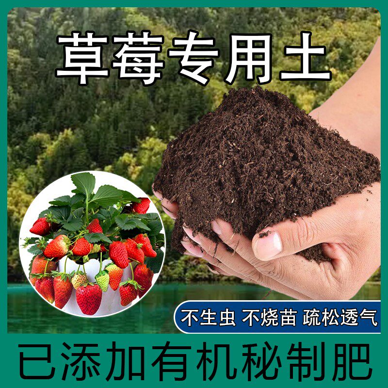草莓专用土营养土阳台种草莓肥料专用肥盆栽草莓苗土壤泥土种植土