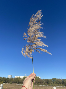 百搭风小柴芦白色彩色干花小芦苇家居客厅摆件自然侘寂风装饰花束