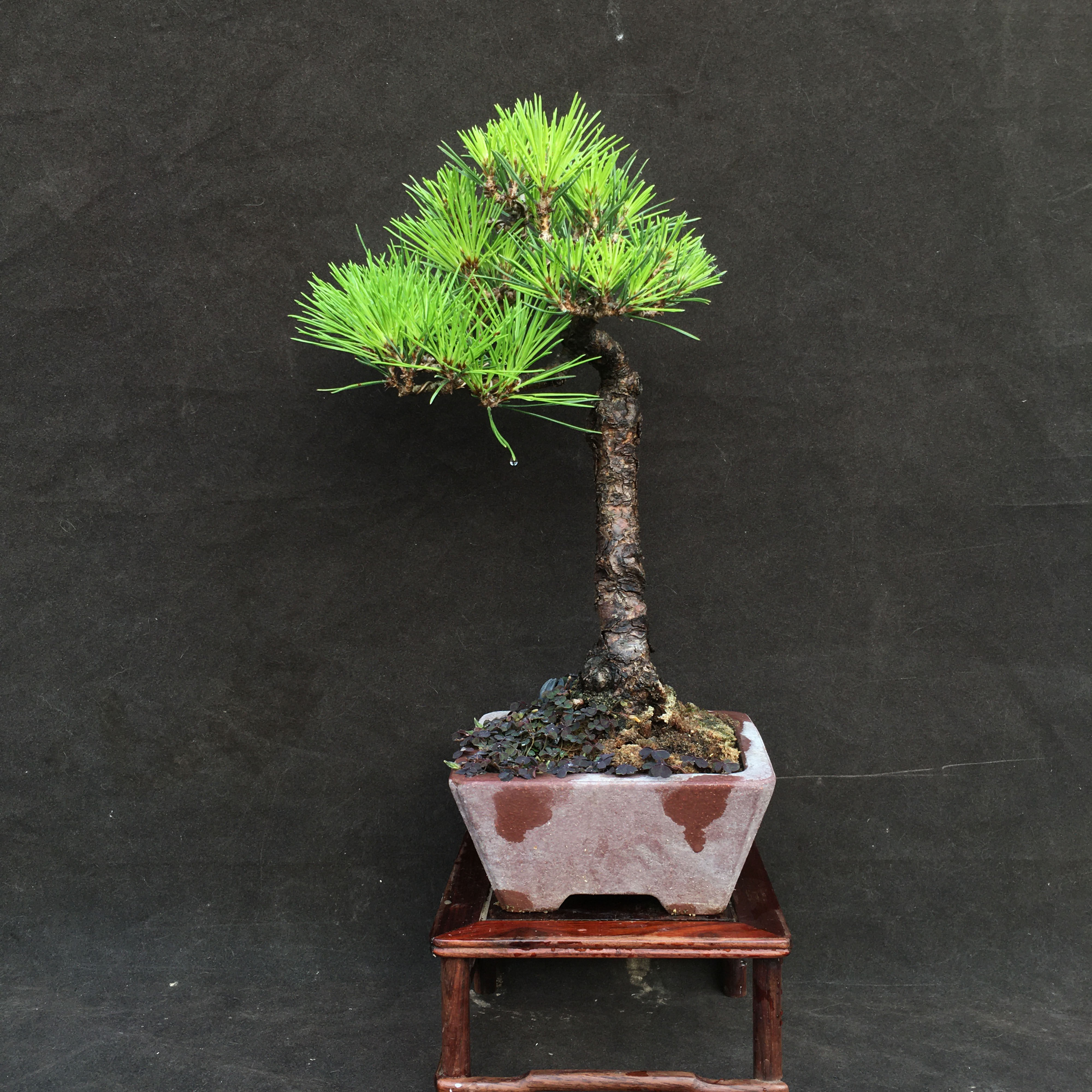 三河黑松小品盆栽悬崖迎客松日本黑松短针大阪松五针松桌面绿植