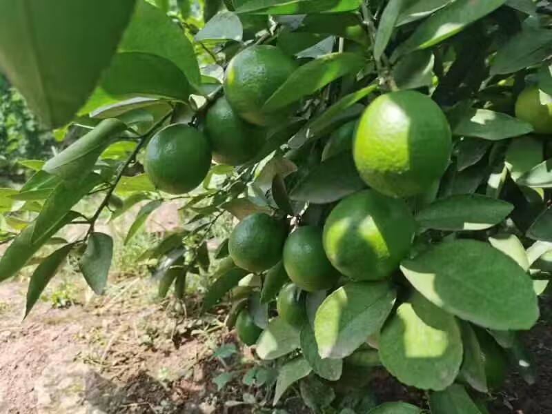 泰国塔西提无籽香水青柠檬薄皮多汁新鲜现摘现发酒吧奶茶专用包邮