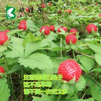 精品中草药材种苗蛇莓蛇泡儿龙吐珠地莓蚕莓现挖现卖包成活新鲜苗