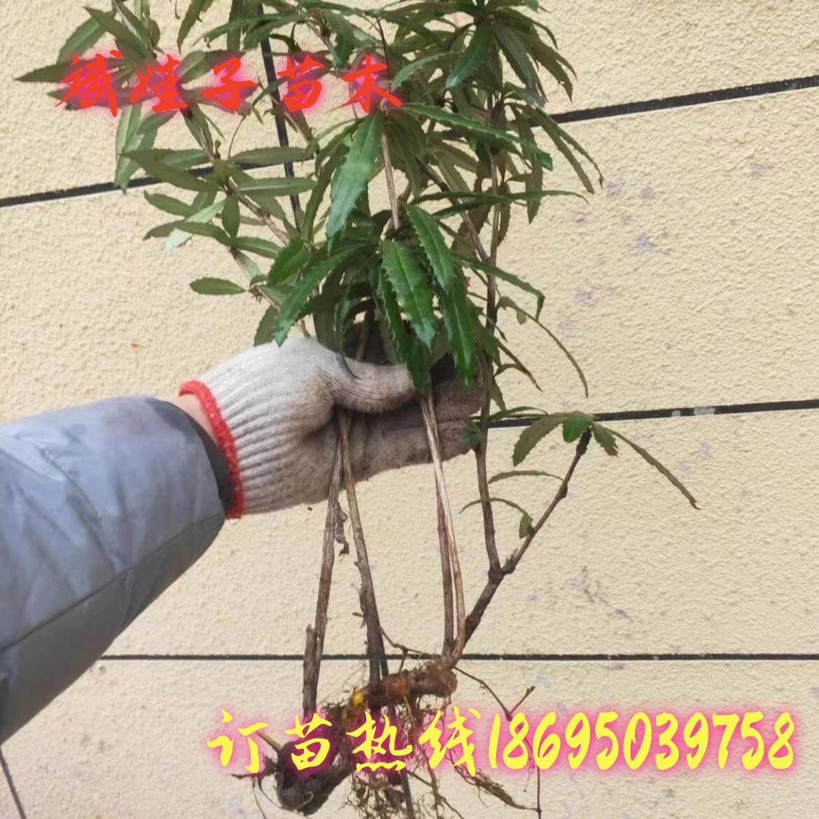 庭院阳台种植中药材树苗三颗针刺黄连盆栽观赏药用两宜现挖易成活