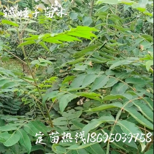 基地直销中药材树苗五倍子盐肤木文蛤新鲜现挖庭院室外发展植物苗