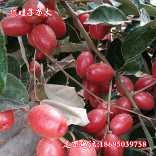 儿时的回忆酸甜口胡颓子羊奶果牛奶子木奶子种苗现挖室外种植苗木