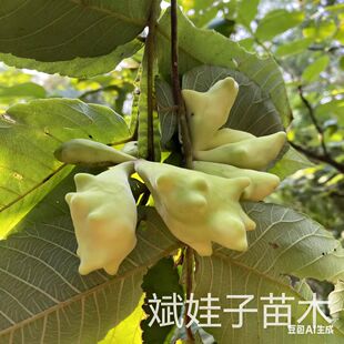 精品五倍子树苗药用造林专用苗耐寒耐旱盆栽地栽斌娃子苗木直发
