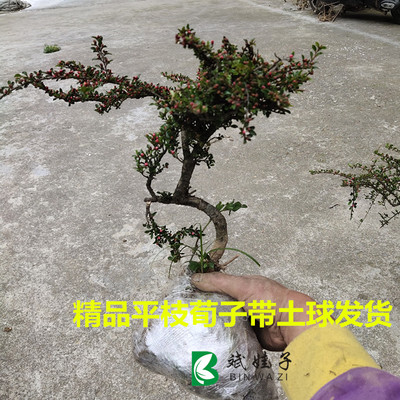 平枝荀子巴巴柴地巴掌铺地蜈蚣庭院阳台盆景苗木观花观果观叶盆栽