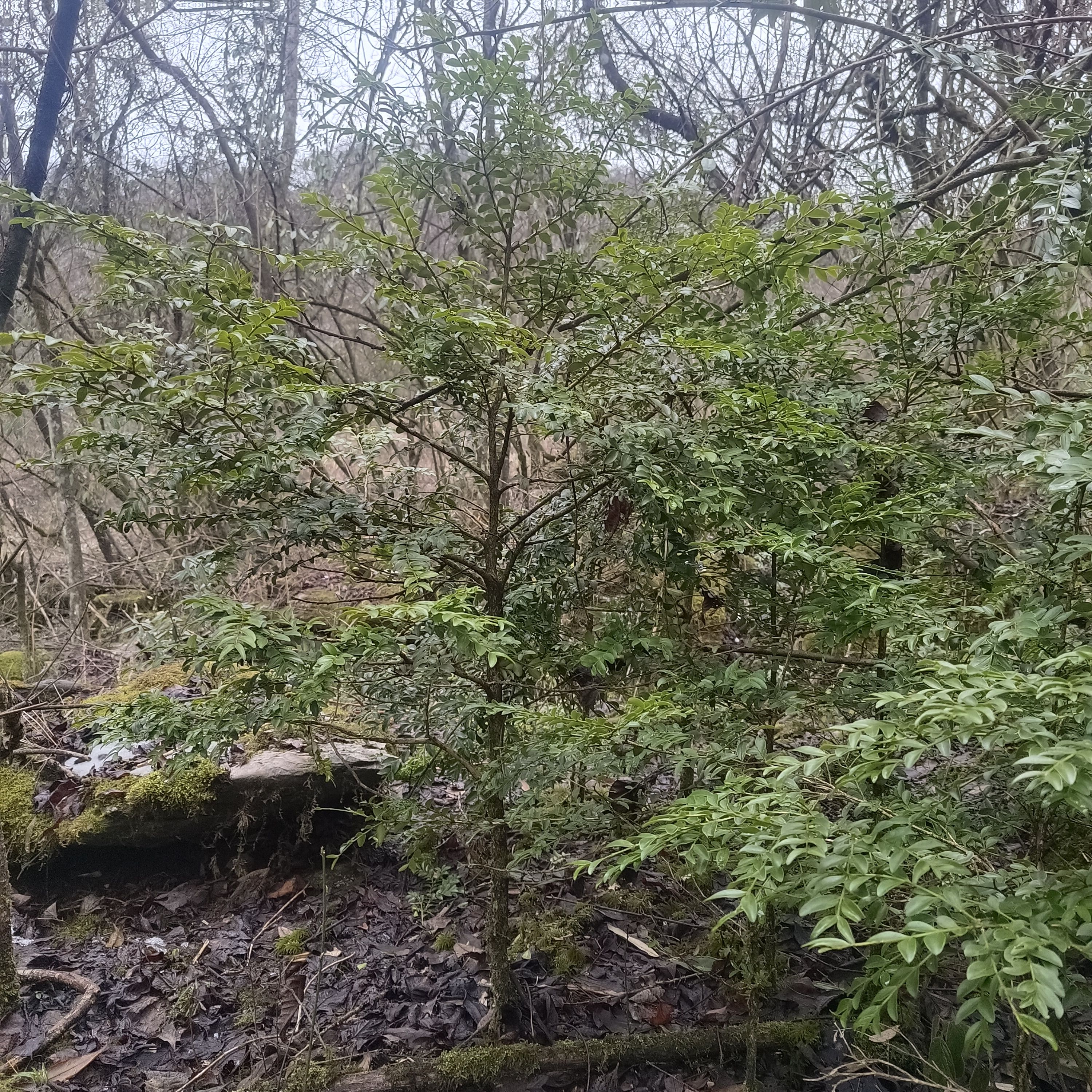 现挖名贵树种湖北高山白皮瓜子黄杨庭院盆栽地栽四季长青观叶