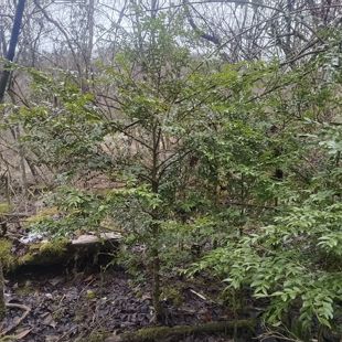 现挖名贵树种湖北高山白皮瓜子黄杨庭院盆栽地栽四季长青观叶