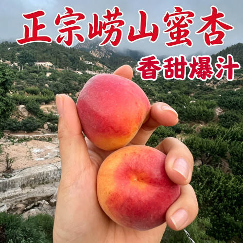 青岛杏子蜜甜新鲜现摘顺丰包邮