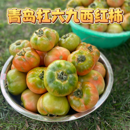 现摘青岛杠六九草莓柿子新鲜水果西红柿绿腚柿子番茄酸甜爽口顺丰