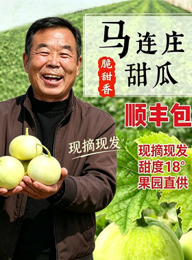 顺丰正宗马连庄甜瓜清甜香脆多汁