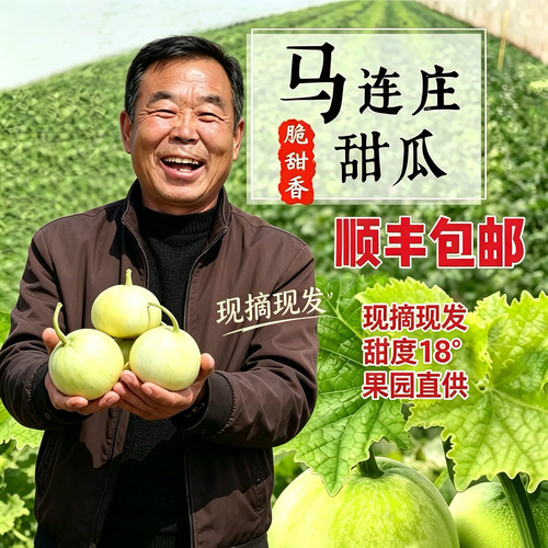 顺丰正宗马连庄甜瓜清甜香脆多汁