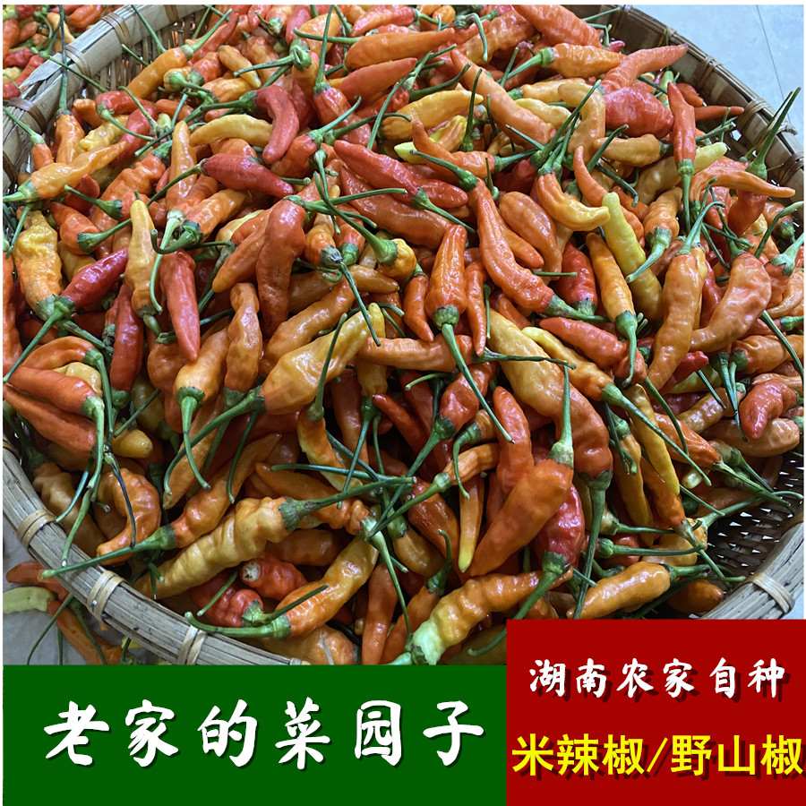 湖南农家自种新鲜现摘小米辣椒特辣老品种野山椒黄红指天椒包邮