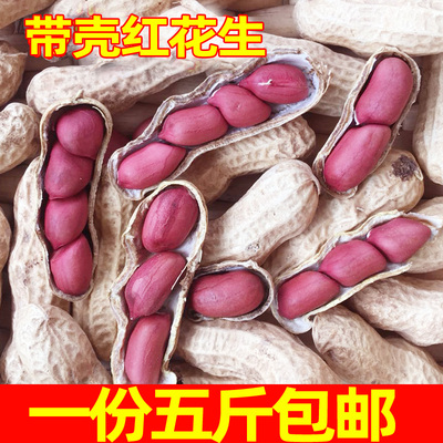 新晒干带壳红皮花生太阳晒干
