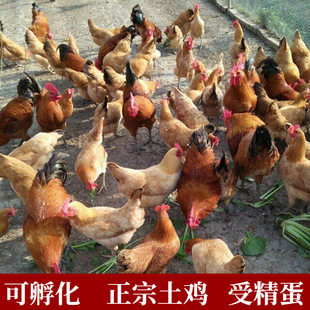 农家散养土鸡品种 受精蛋种蛋可孵化蛋新鲜20枚包邮