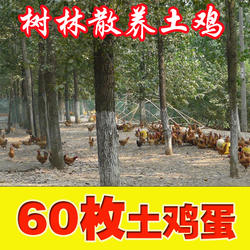 60枚正宗树林散养土鸡蛋农家散养草鸡蛋新鲜农村纯天然柴鸡包邮