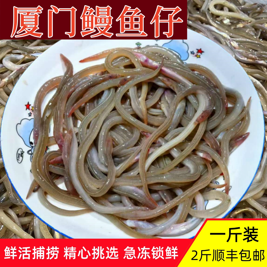 新鲜鳗鱼苗油炸椒盐厦门特色鳗鱼仔油鳗鱼油筷鱼小沙鳗海鲜水产图片