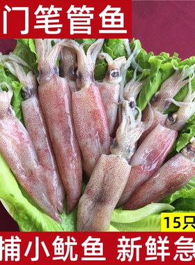 厦门新鲜小管活冻一口管迷你小鱿鱼鲜活小笔管鱼海兔子小红鱿350g