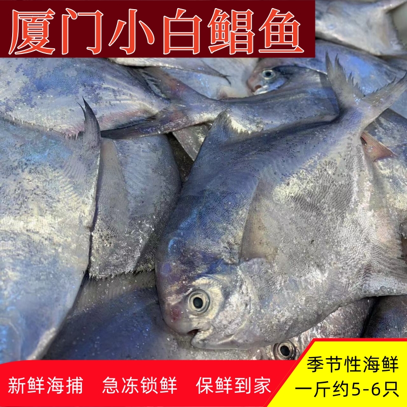 新鲜小白鲳鱼清蒸干煎非常鲜美